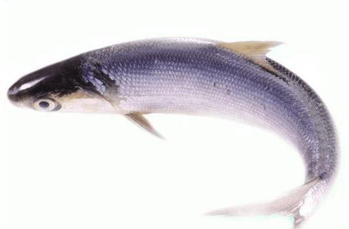 吃生八瓜鱼视频在线观看,在线观看独特美食之旅