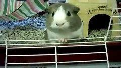 鼠瓜怎么吃才好吃呢视频,视频教你如何烹饪出最佳口感