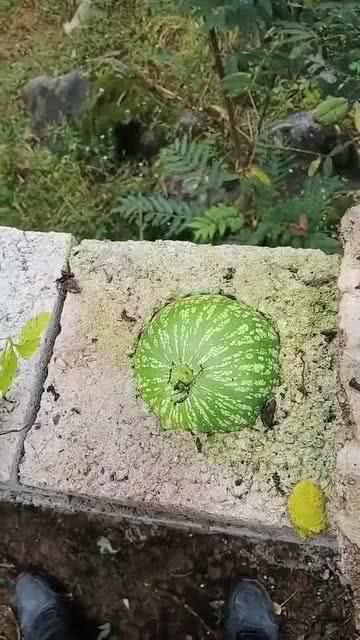 吃瓜真好吃视频下载安装,一网打尽“吃瓜真好吃”视频下载安装攻略