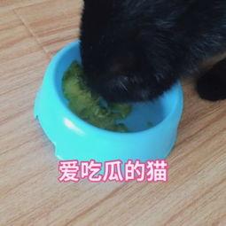 上海猫咪吃瓜视频,萌态十足，网友直呼可爱爆表！