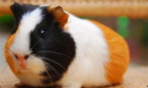 豚鼠喜欢吃佛手瓜吗视频,揭秘它们对佛手瓜的喜爱之谜