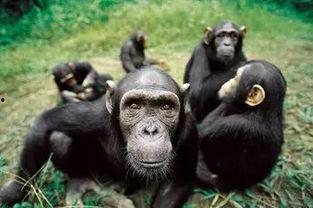 猩猩吃角瓜的视频,揭秘猩猩对角瓜的喜爱之谜