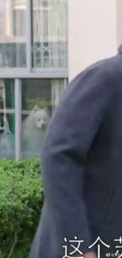 吃瓜群众评测视频播放,热门视频播放背后的真实观感揭秘